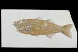 Mioplosus Fossil Fish - Wyoming #89641-1